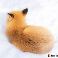 キツネ画像