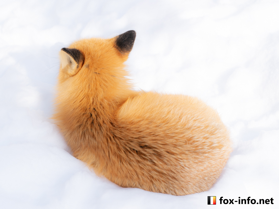 キツネ画像
