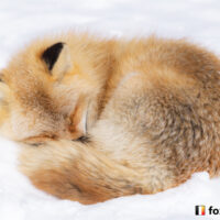 キツネ画像