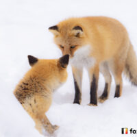 キツネ画像