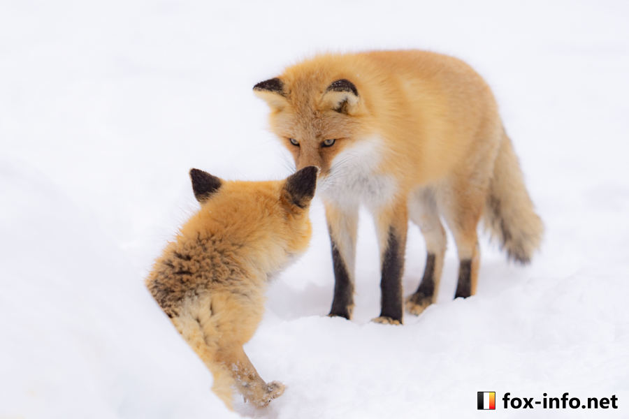 キツネ画像