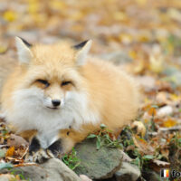 キツネ画像