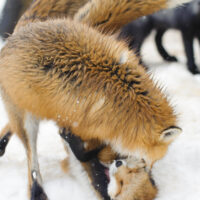 キツネ画像