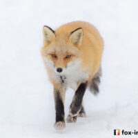 キツネ画像