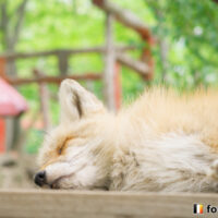 キツネ画像