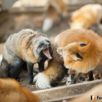 キツネ画像
