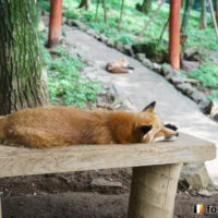 キツネ画像