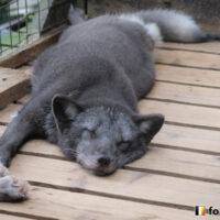 キツネ画像