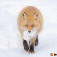 キツネ画像