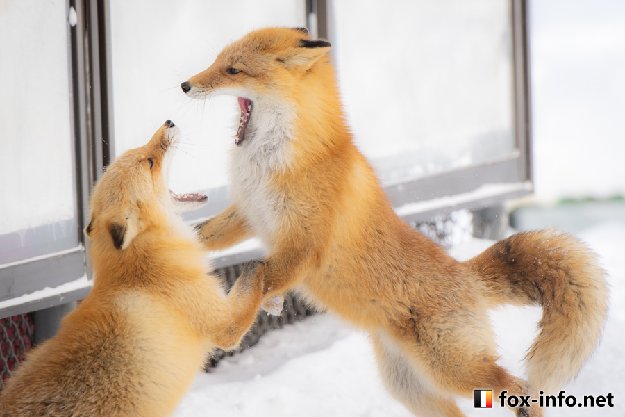 キツネ画像