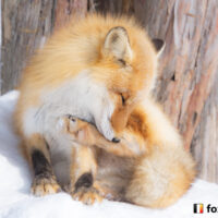 キツネ画像