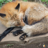 キツネ画像