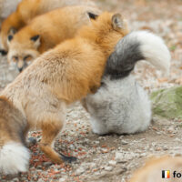 キツネ画像