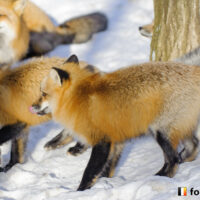 キツネ画像
