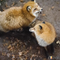 キツネ画像