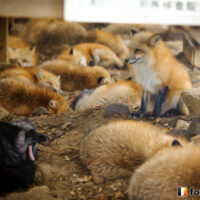 キツネ画像