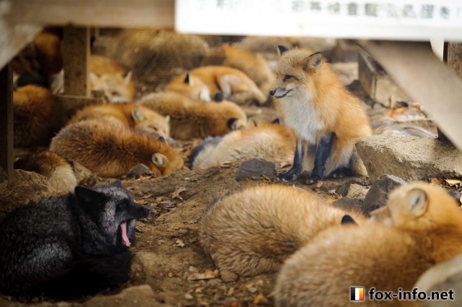 キツネ画像