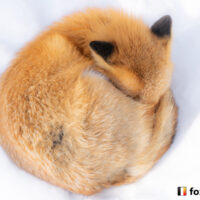 キツネ画像