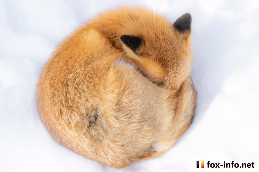 キツネ画像