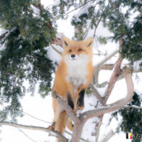 キツネ画像