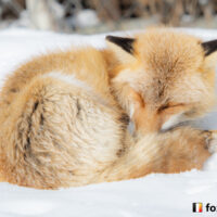 キツネ画像