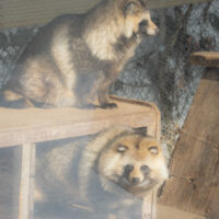 キツネ画像