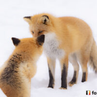 キツネ画像