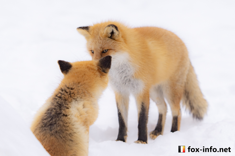 キツネ画像