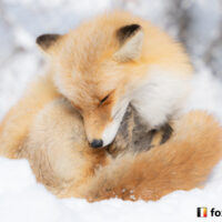 キツネ画像