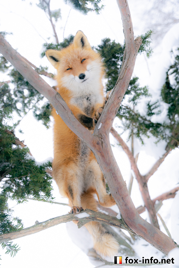 キツネ画像