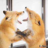 キツネ画像