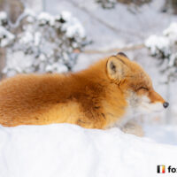 キツネ画像