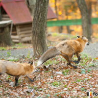 キツネ画像