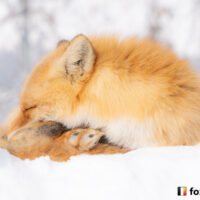 キツネ画像