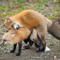 キツネ画像
