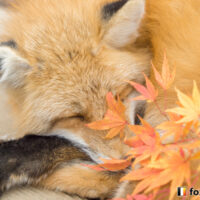 キツネ画像