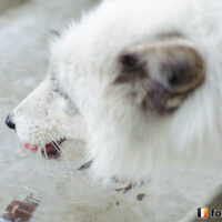 キツネ画像