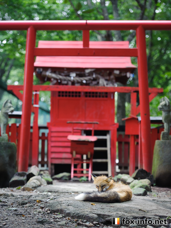 キツネ画像