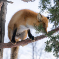 キツネ画像