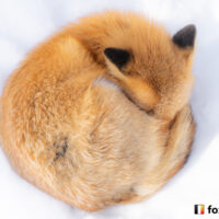 キツネ画像