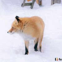 キツネ画像