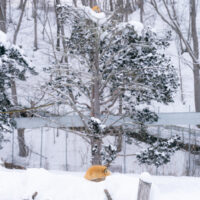 キツネ画像