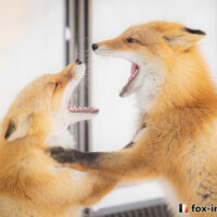 キツネ画像