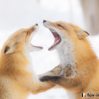 キツネ画像