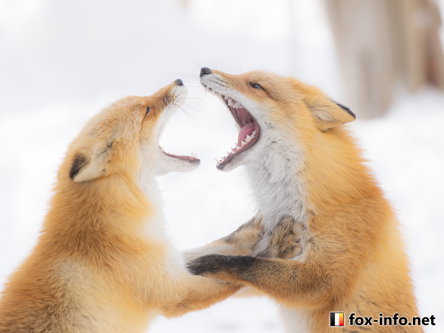 キツネ画像