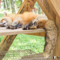 キツネ画像