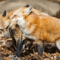 キツネ画像