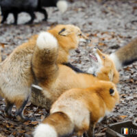 キツネ画像