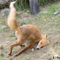 キツネ画像