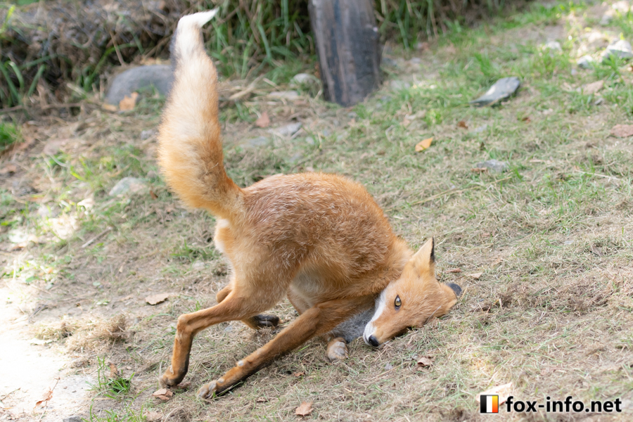 キツネ画像